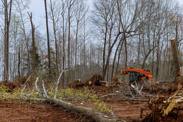 Best Commercial Tree Services  in Winslow, AZ